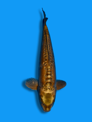 Doitsu Mukashi | Koi&Co.